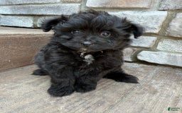 Pomapoo dogs for sale: Maddy - Image 7