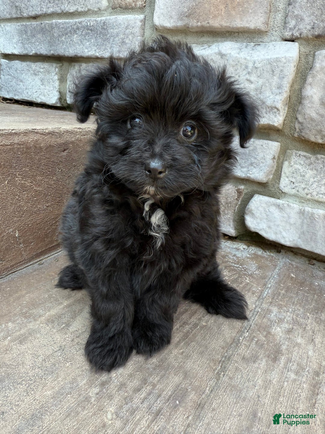 Pomapoo dogs for sale: Maddy - Image 7