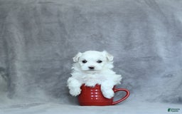 Maltese dogs for sale: Kash - Image 12