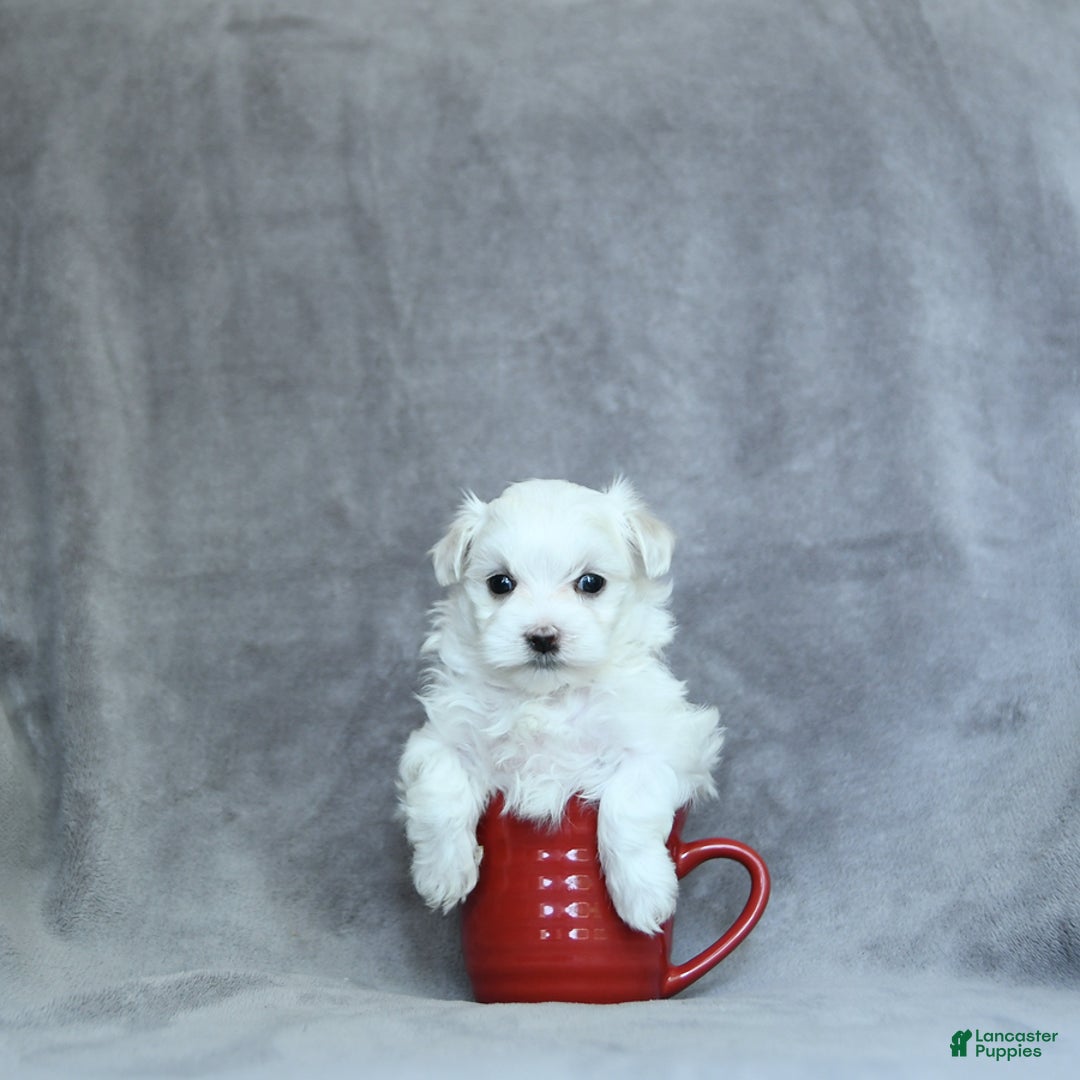 Maltese dogs for sale: Kash - Image 12
