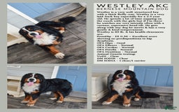 Bernese Mountain Dog dogs for stud: Theo - Image 6