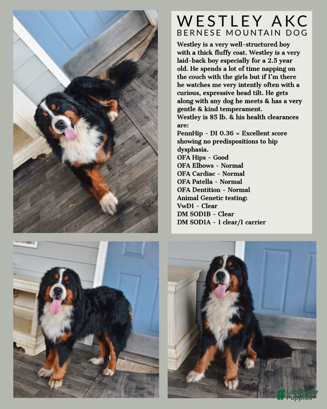 Bernese Mountain Dog dogs for stud: Theo - Image 6