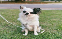 Chihuahua dogs for sale: Kelly - Image 6