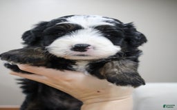 Mini Bernedoodle dogs for sale: Leo - Image 5