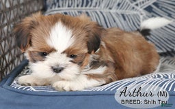 Shih Tzu dogs for sale: Arthur - Image 3