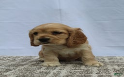 Cocker Spaniel dogs for sale: Reed - Image 4