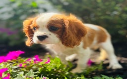 Cavalier King Charles Spaniel dogs for sale: Marble - Image 8