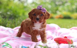 Cavapoo dogs for sale: Polly - Image 4
