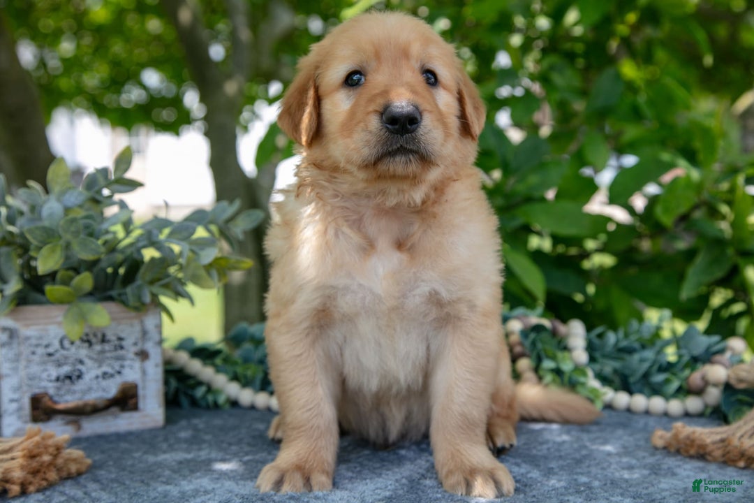Golden Retriever dogs for sale: Logan - Image 2