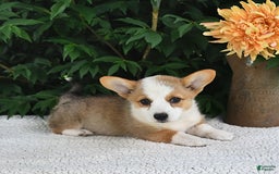 Welsh Corgi Pembroke dogs for sale: Rose - Image 14