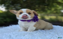 Welsh Corgi Pembroke dogs for sale: Lilac - Image 2