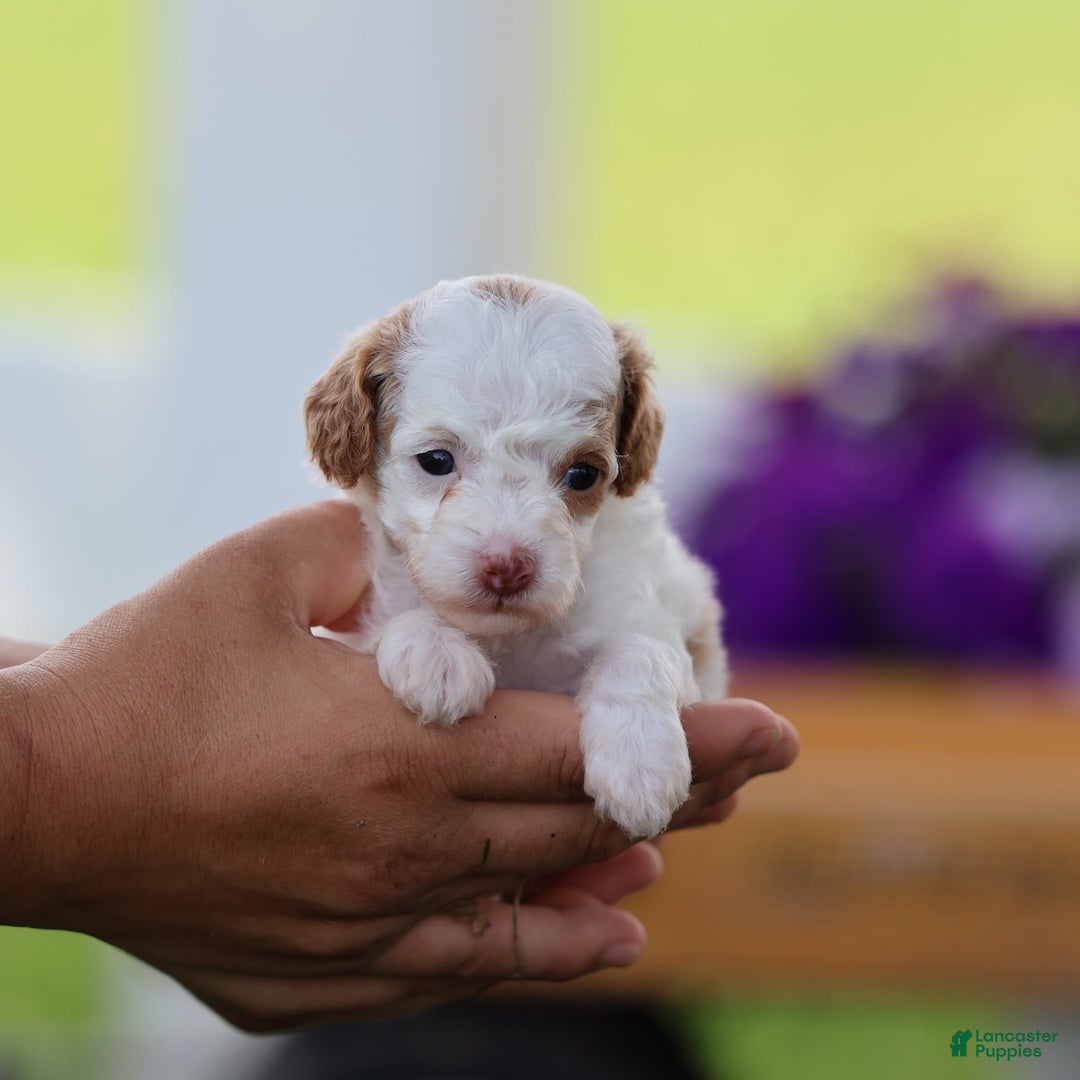 Toy Poodle dogs for sale: Memory - Image 3
