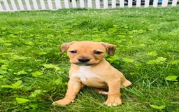 American Staffordshire Terrier dogs for sale: Galinda - Image 1