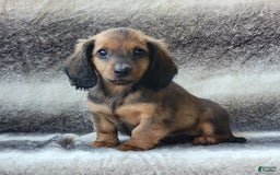 Miniature Dachshund dogs for sale: Trooper - Image 4