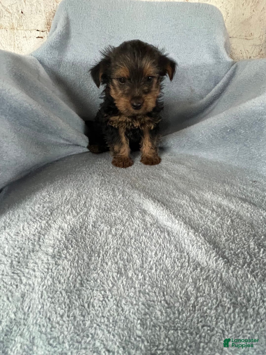 Yorkshire Terrier dogs for sale: Danny Boy - Image 7