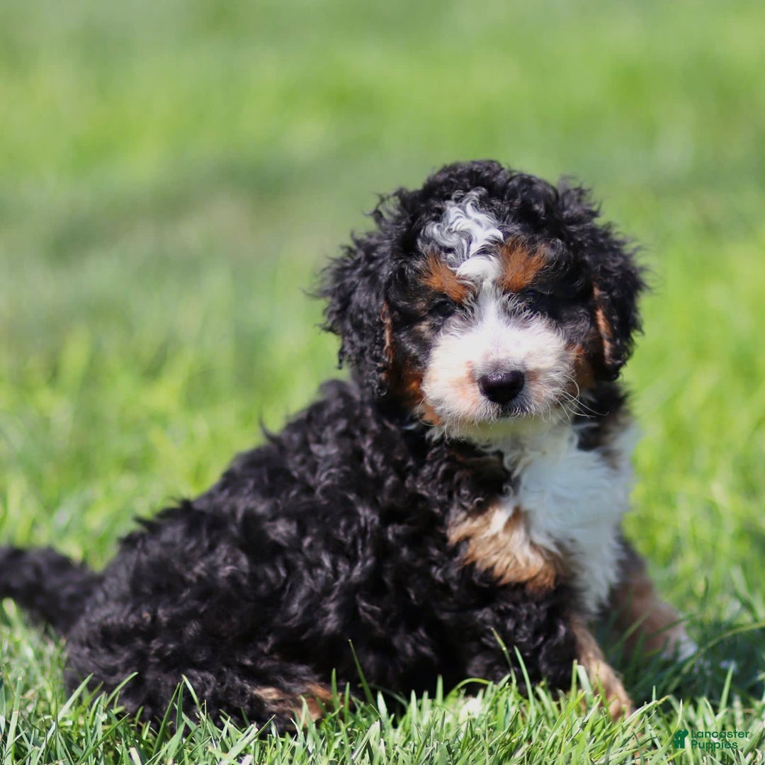Mini Bernedoodle dogs for sale: Brooklyn - Image 3