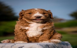 Goldendoodle dogs for sale: Janelle - Image 2