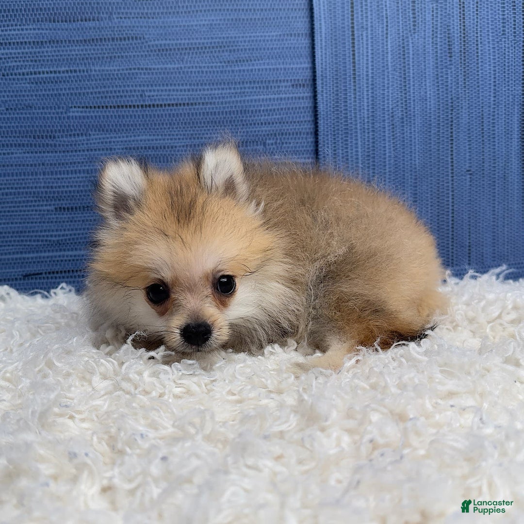 Pomeranian dogs for sale: Charlie - Image 4