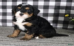 Mini Bernedoodle dogs for sale: Buddy - Image 11