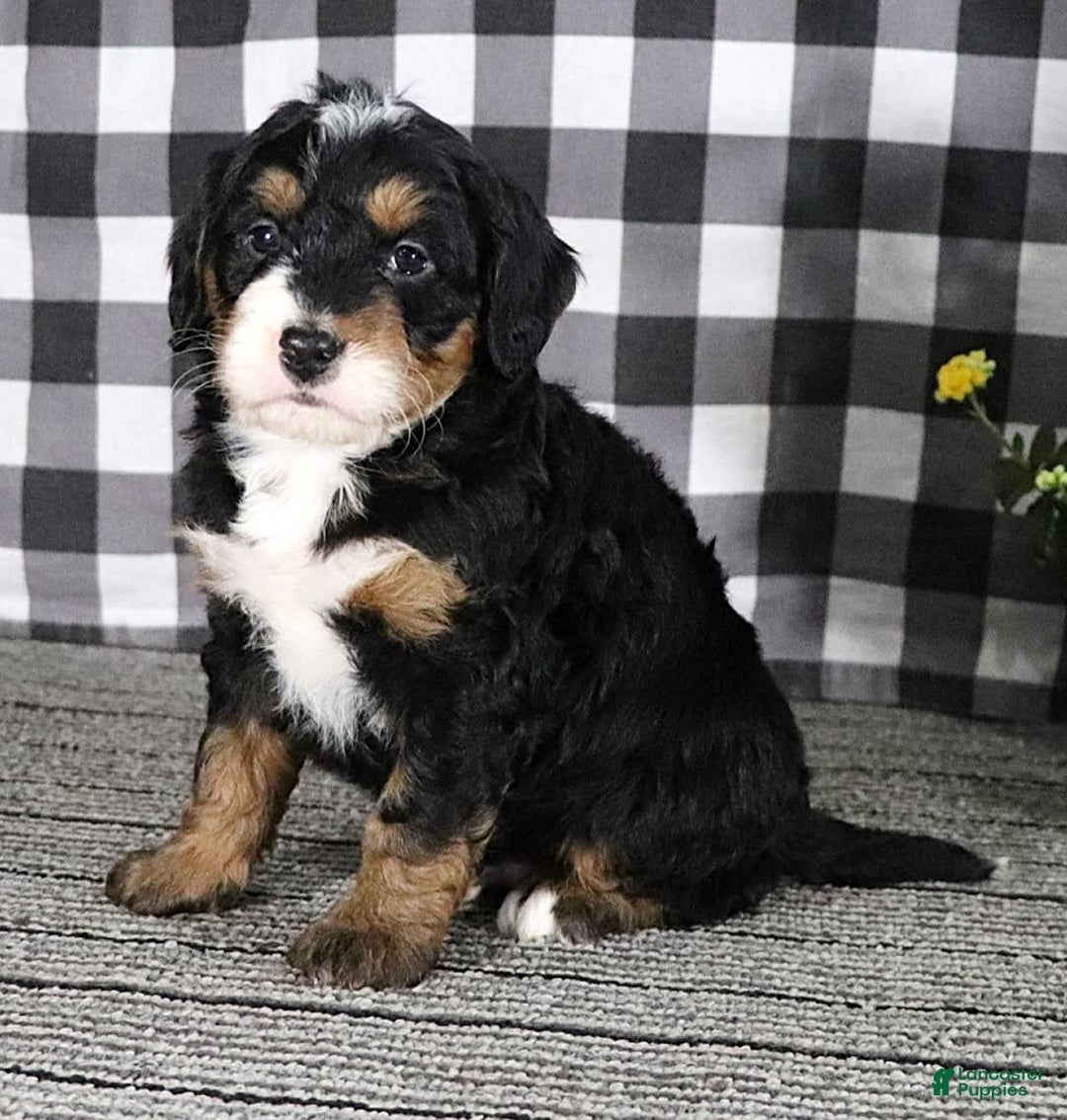 Mini Bernedoodle dogs for sale: Buddy - Image 11