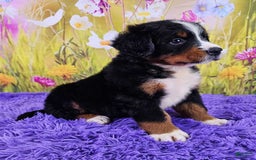 Bernese Mountain Dog dogs for sale: Sparkler - Image 5
