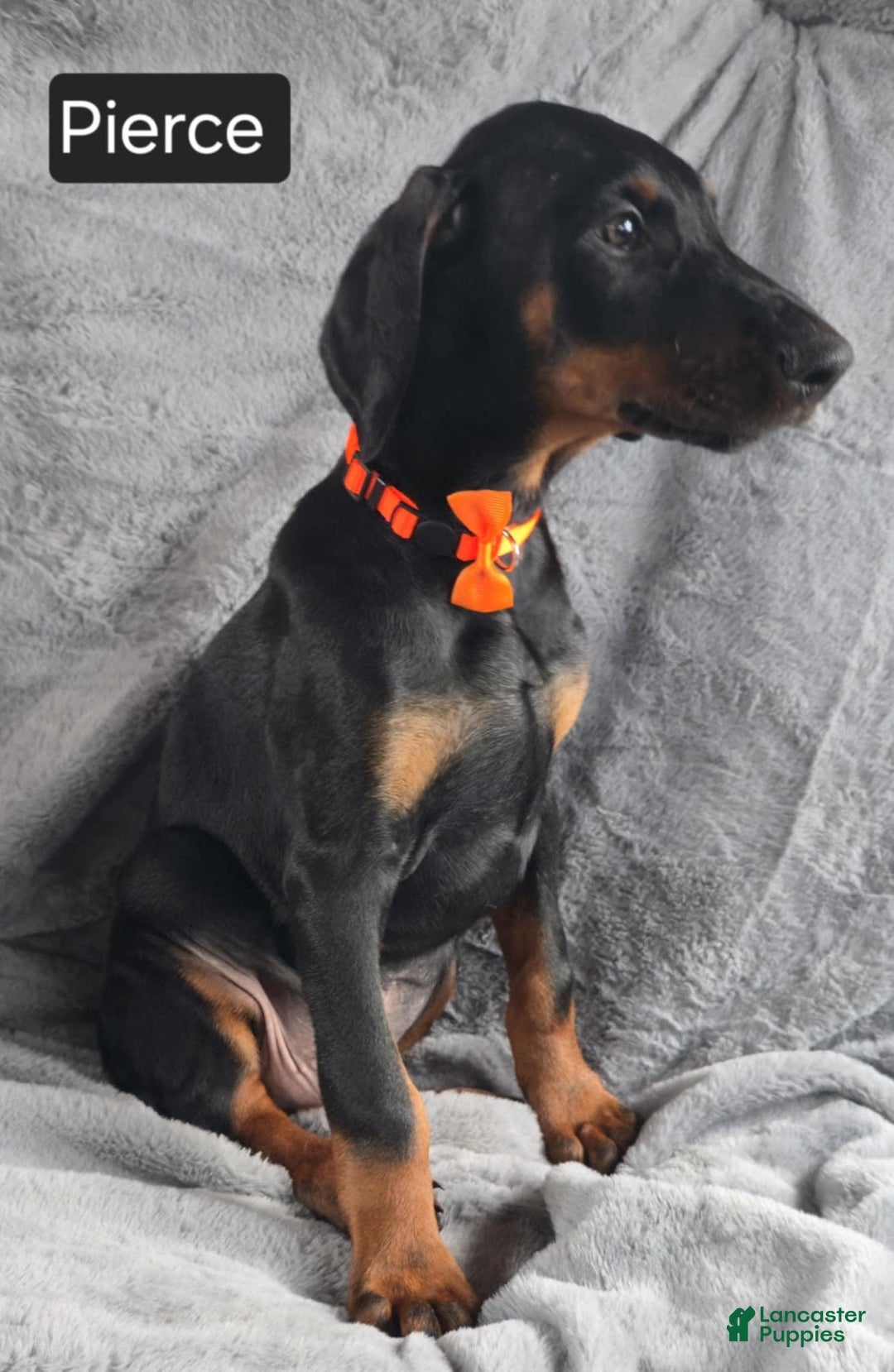 Doberman Pinscher dogs for sale: Pierce - Image 5