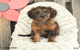 Mini Goldendoodle dogs for sale: Monty - Image 5