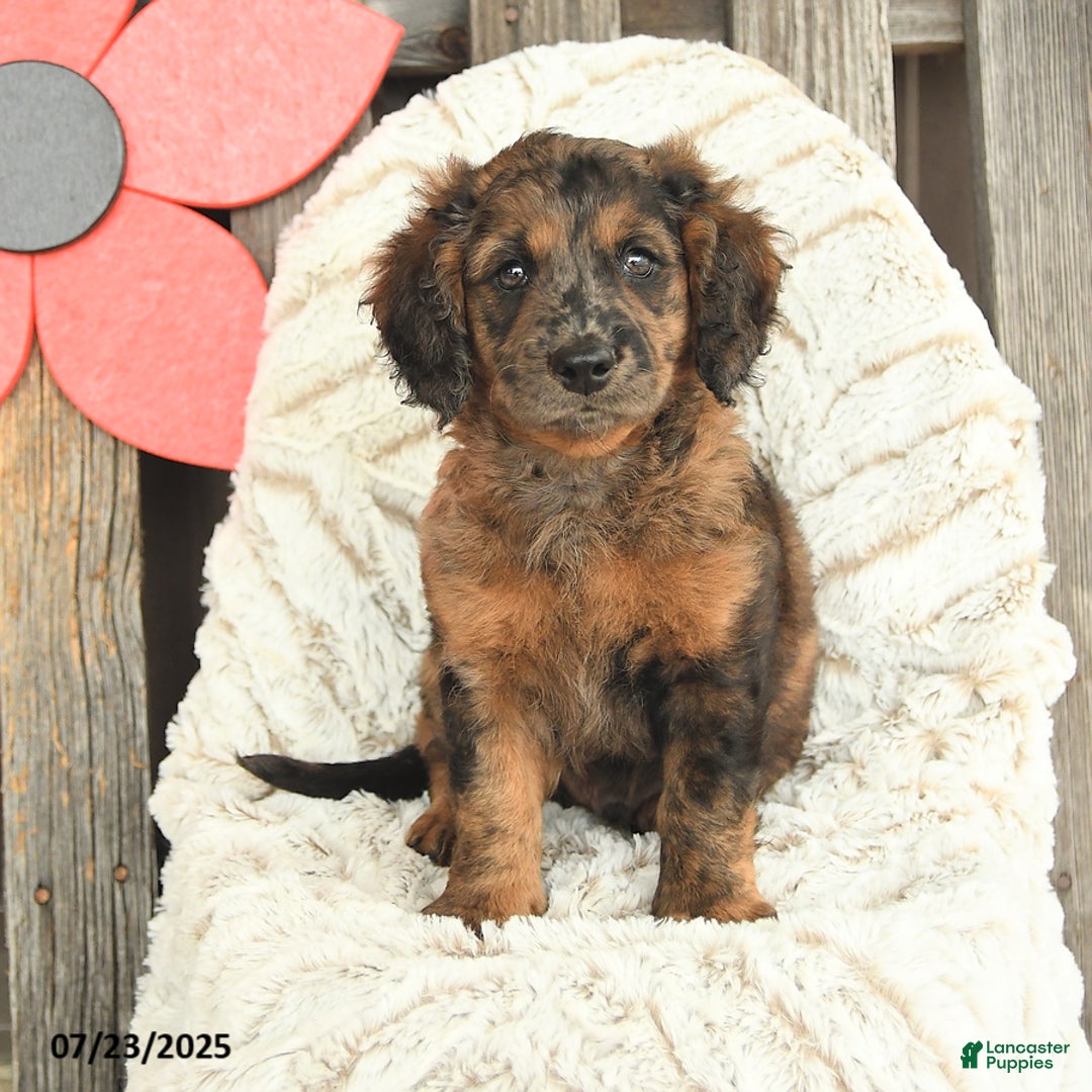 Mini Goldendoodle dogs for sale: Monty - Image 5