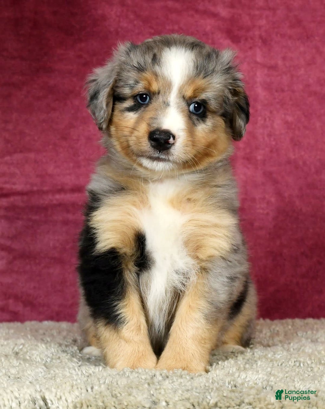 Miniature Australian Shepherd dogs for sale: Alex - Image 2