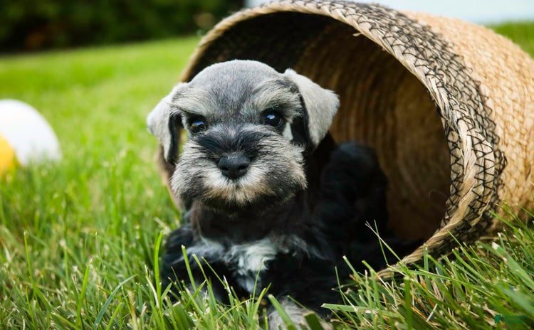 Miniature Schnauzer dogs for sale - Ad 2