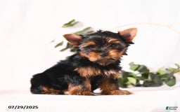 Yorkshire Terrier dogs for sale: Zade - Image 6