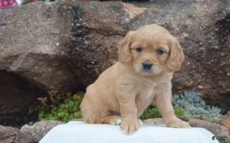 Miniature Golden Retriever dogs for sale: Daisy - Image 2