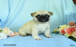 Pug dogs for sale: Bingo - Image 1