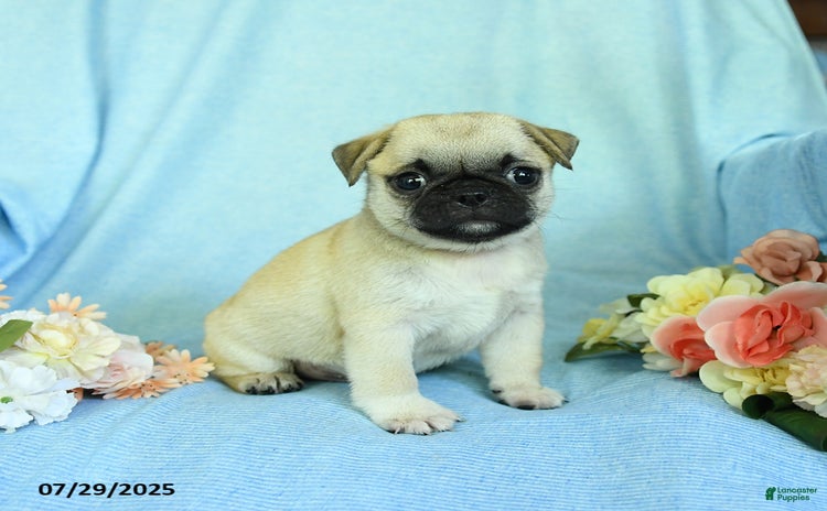 Pug dogs for sale - Ad 2