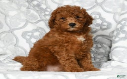 Mini Goldendoodle dogs for sale: Dixie - Image 4