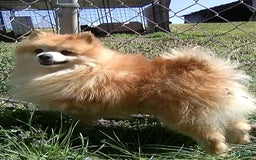 Pomeranian dogs for sale: Tiny Teacup Pom 4lbs - Image 2