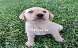 Labrador Retriever dogs for sale: Gracie - Image 4