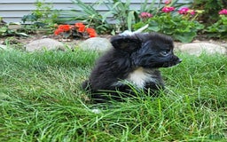 Pomeranian dogs for sale: Oreo - Image 8