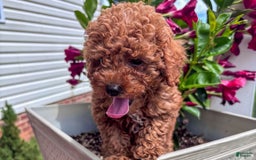 Miniature Poodle dogs for sale: Morgan - Image 3