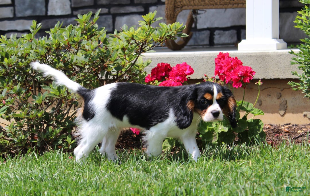 Cavalier King Charles Spaniel dogs for sale: Abby - Image 27