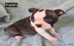 Boston Terrier dogs for sale: Faith - Image 4