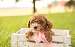 Toy Poodle dogs for sale: Skittles - Image 10