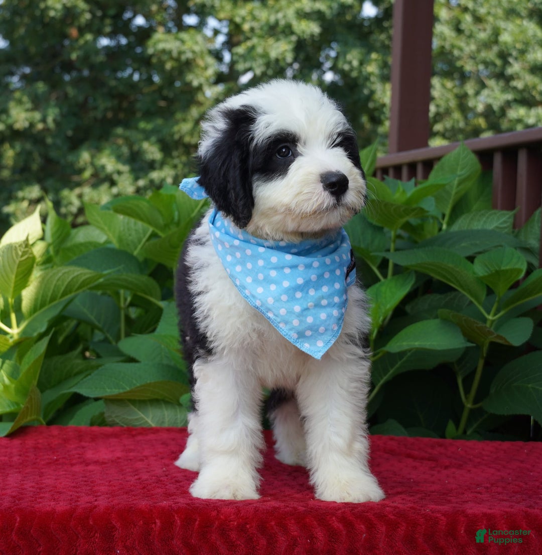 Sheepadoodle dogs for sale: Oreo - Image 5