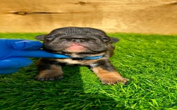 French Bulldog dogs for sale: Coco - Image 4