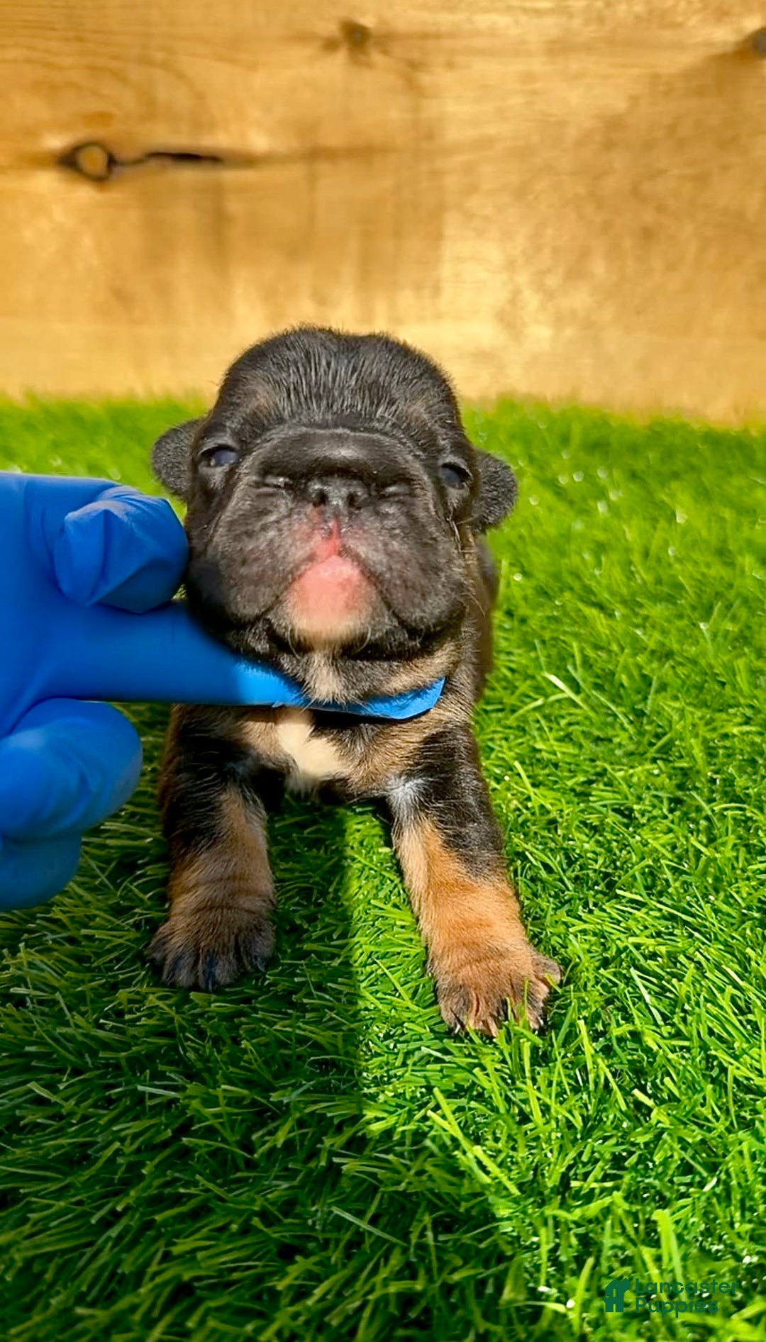 French Bulldog dogs for sale: Coco - Image 4