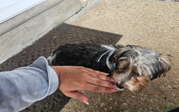 Biewer Terrier dogs for sale: Kiko - Image 3
