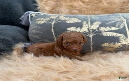 Toy Poodle dogs for sale: Parker - Image 3
