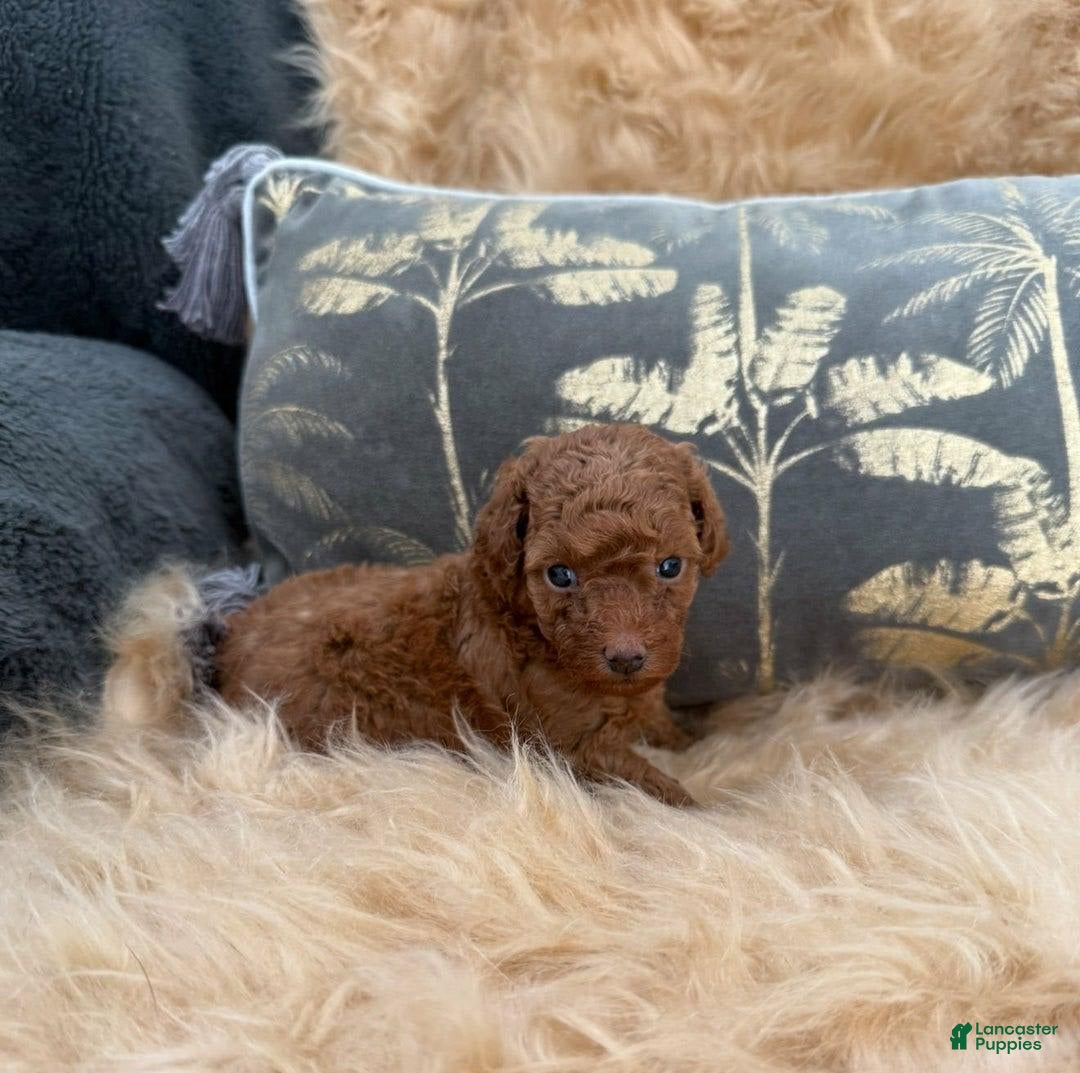 Toy Poodle dogs for sale: Parker - Image 3