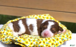 Bernedoodle dogs for sale: June - Image 1