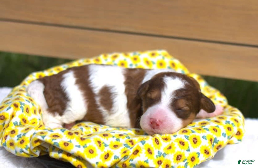 Bernedoodle dogs for sale: June - Image 1